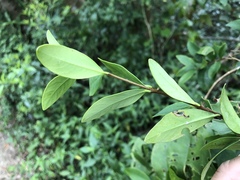 Wikstroemia taiwanensis