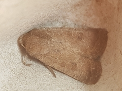 Hoplodrina blanda