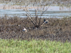 Erythrogonys cinctus