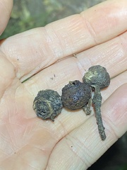 Eucalyptus baileyana