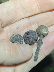 Eucalyptus baileyana