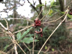 Pittosporum illicioides