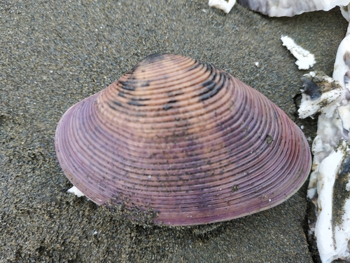 Paphia amabilis observed 2021-07-30