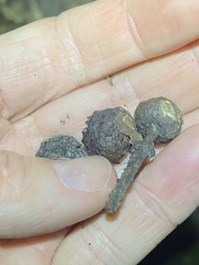 Eucalyptus baileyana