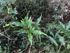 Pittosporum illicioides