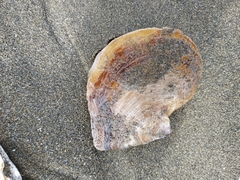 Pinctada chemnitzii