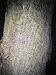 Eucalyptus baileyana