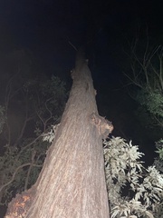 Eucalyptus baileyana