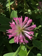 Trifolium medium