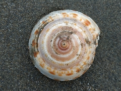 Architectonica maxima
