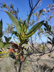 Acacia grandifolia