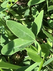 Trifolium medium