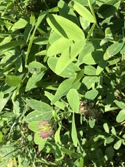 Trifolium medium