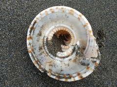 Architectonica maxima