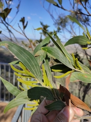 Acacia grandifolia
