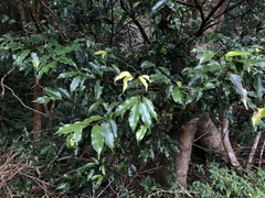 Prunus phaeosticta
