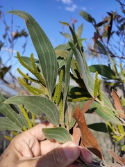 Acacia grandifolia