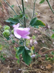 Malva thuringiaca
