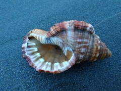 Monoplex aquatilis