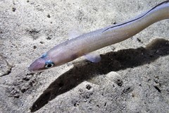 Conger wilsoni