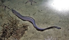 Conger wilsoni
