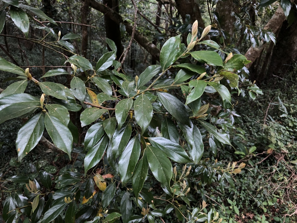Lindera communis