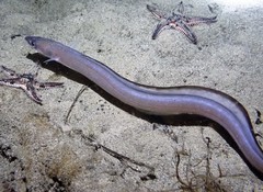 Conger wilsoni
