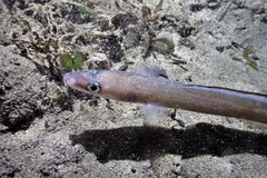 Conger wilsoni