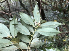 Lindera communis
