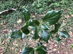 Styrax formosanus