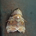 Ptyonota formosa - Photo (c) rhabdornis,  זכויות יוצרים חלקיות (CC BY-NC)