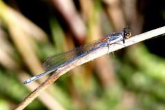 Pseudagrion citricola