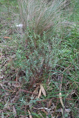 Pimelea glauca