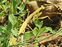 Miomantis paykullii