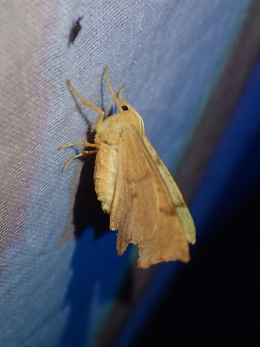 September Thorn, photo 2 of 10