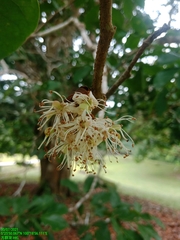 Maniltoa browneoides