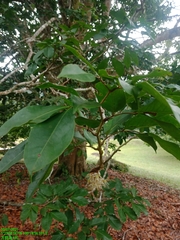 Maniltoa browneoides