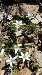 Arenaria ciliata