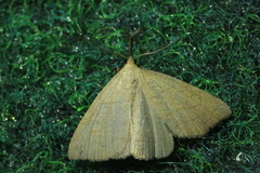 Polypogon tentacularia