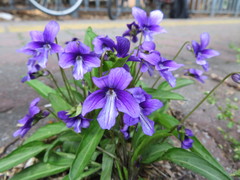 Viola mandshurica