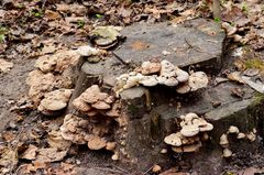 Ganoderma applanatum