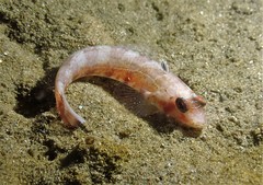 Parapercis nebulosa