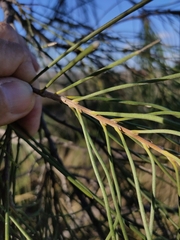 Hakea lorea