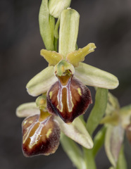 Ophrys sphegodes