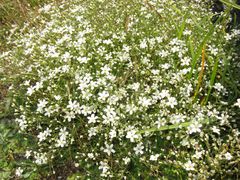 Arenaria grandiflora