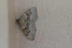 Xanthorhoe decoloraria