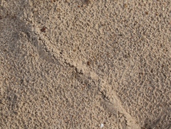 Neoscapteriscus borellii