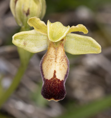 Ophrys fusca