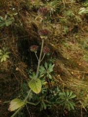 Clinopodium vulgare