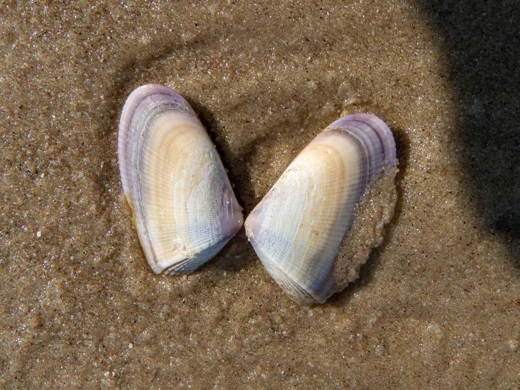 Donax hanleyanus